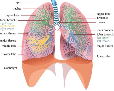 Lungs Labeled