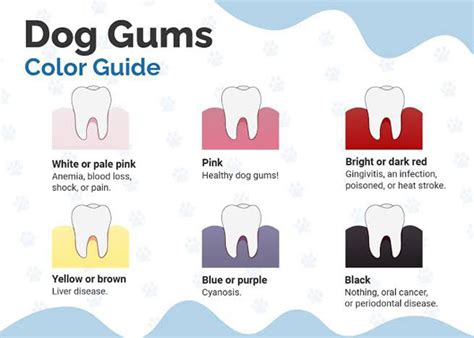 Normal Dog Gum Color Chart