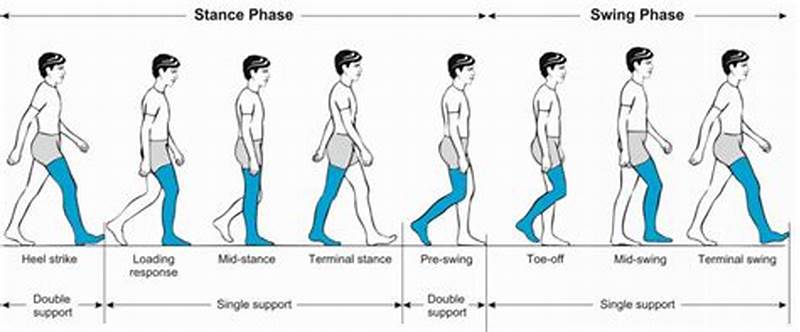 Normal Gait Pattern