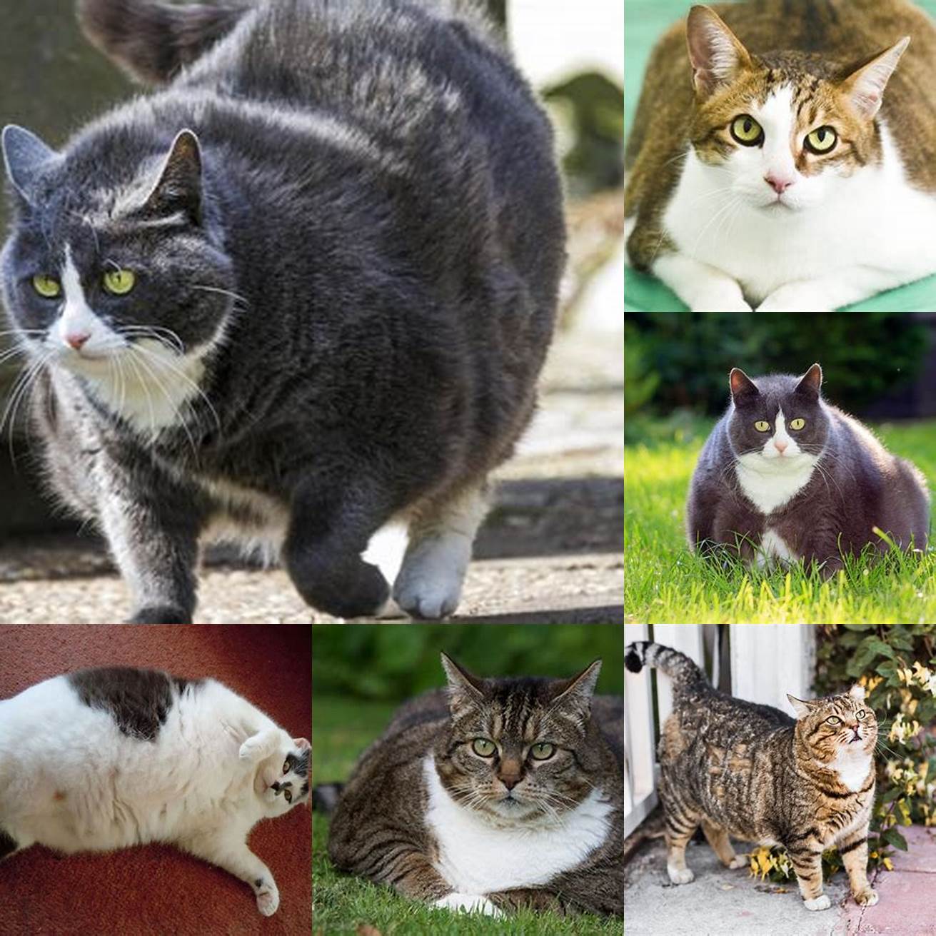 Obesity Overweight cats are more likely to develop diabetes