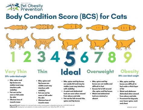 Obesity Cat Chart