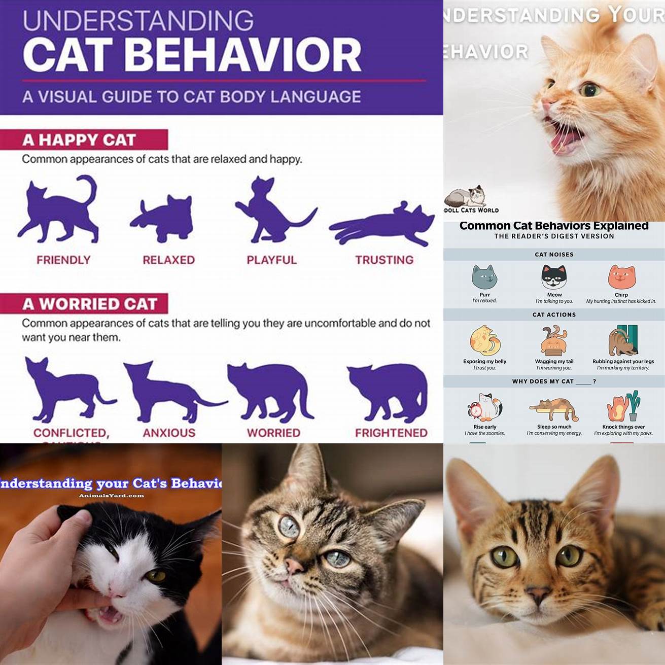Observe Your Cats Behavior