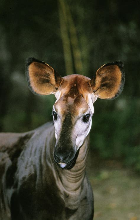 Okapi Close-up