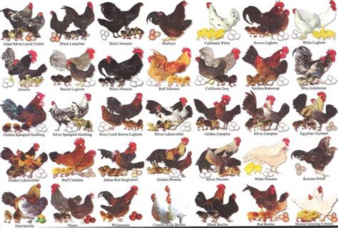 Old English Bantam Color Chart