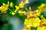 Oncidium Orchid Care