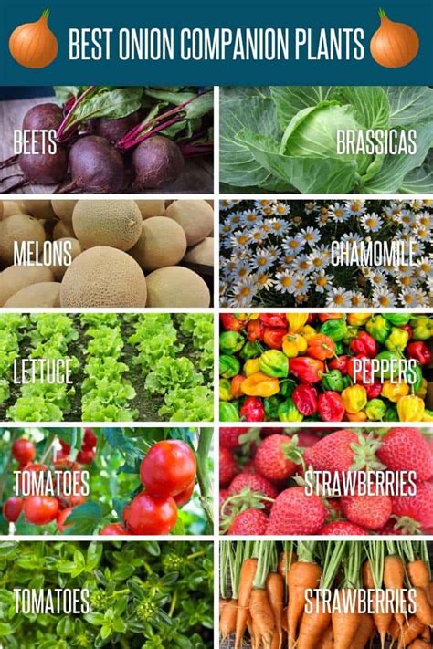 Onion Companion Planting Chart