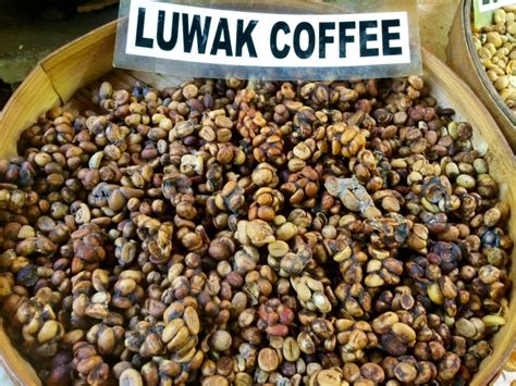 Online Coffee Seedling Shop Indonesia