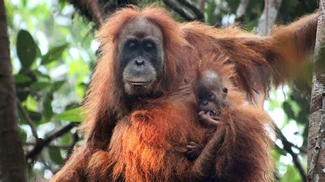 Orangutan Indonesia yang Mulai Punah