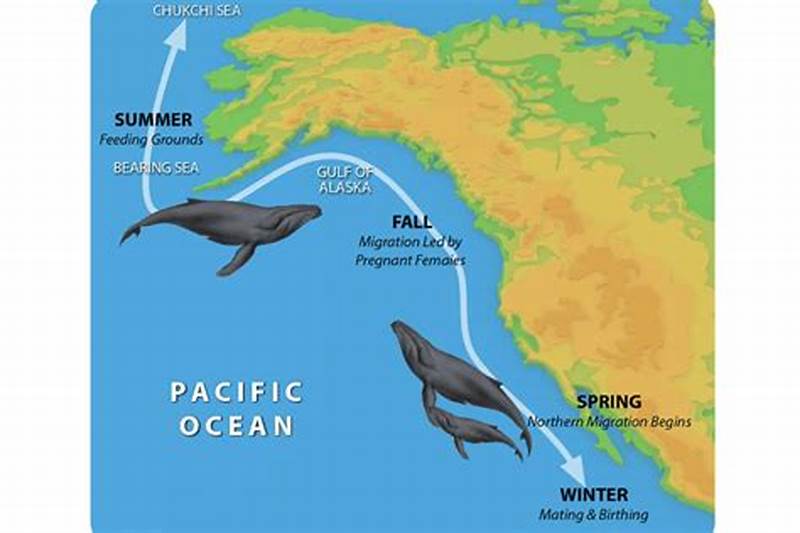Orca Migration Pattern