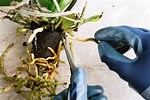 Orchid Root Rot