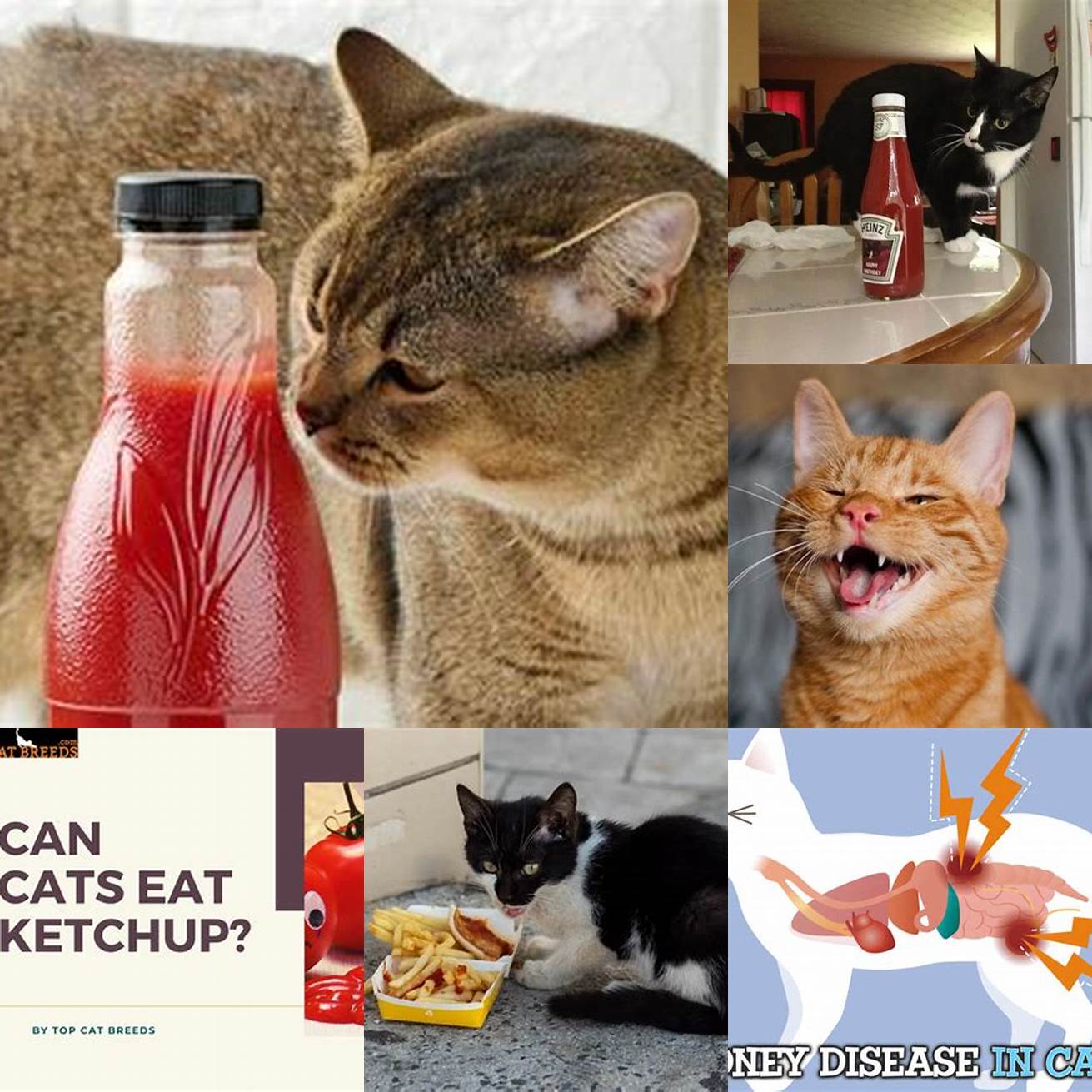 Organ Damage Feeding ketchup to cats in large quantities can lead to organ damage particularly to the kidneys