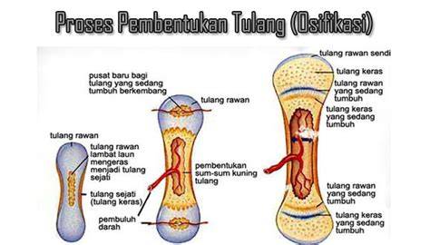 Osifikasi