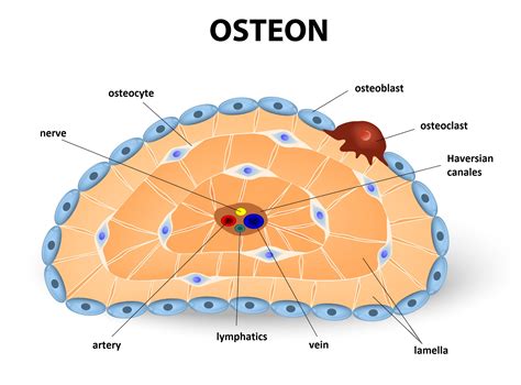 Osteon