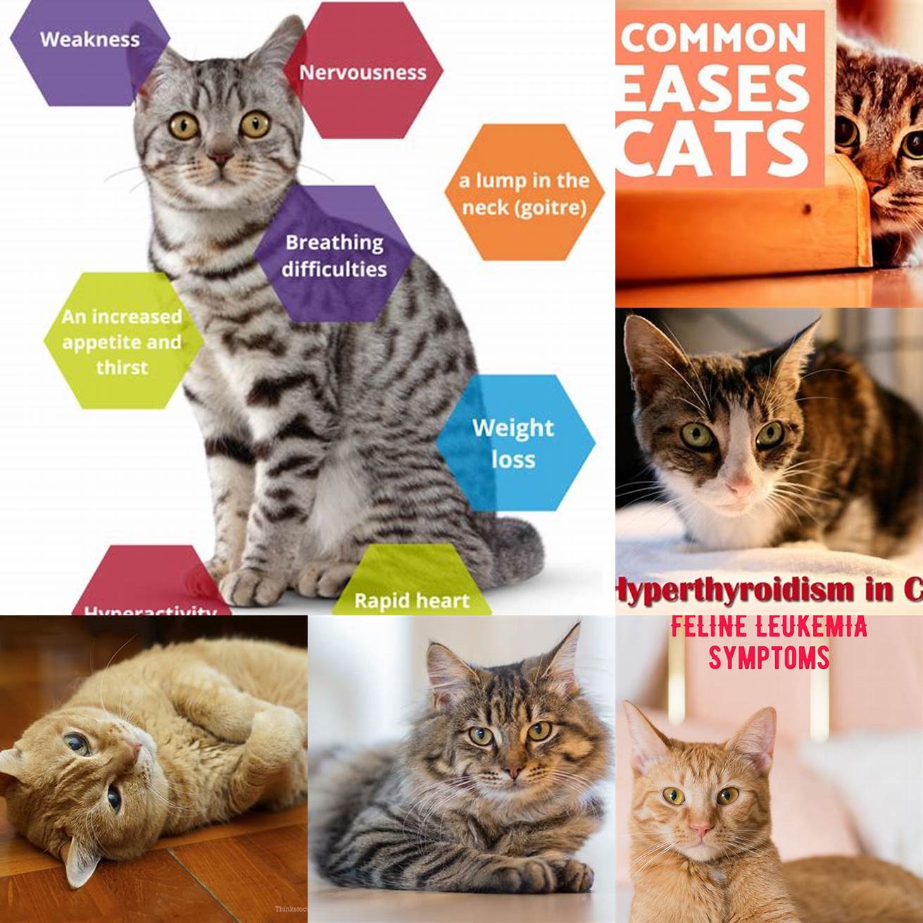 Other health conditions Cats with certain health conditions such as hyperthyroidism are at a higher risk of developing diabetes