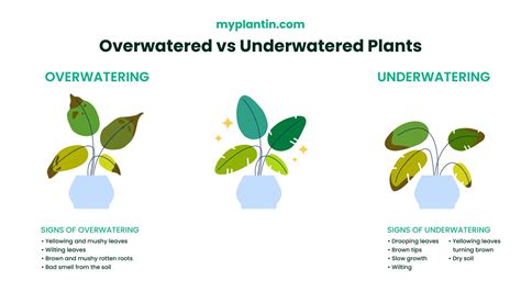 Overwatering