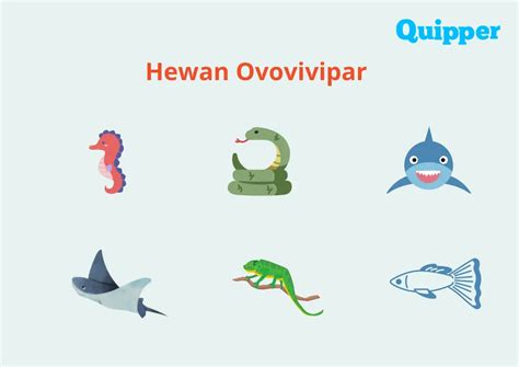 Ovovivipar