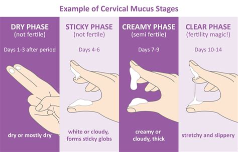 Ovulation Discharge Chart