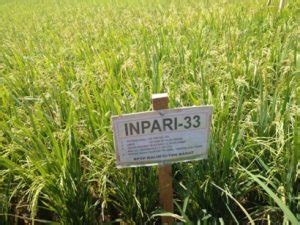 Ternak Padi Inpari 33: Inovasi Terbaru dalam Pertanian di Indonesia