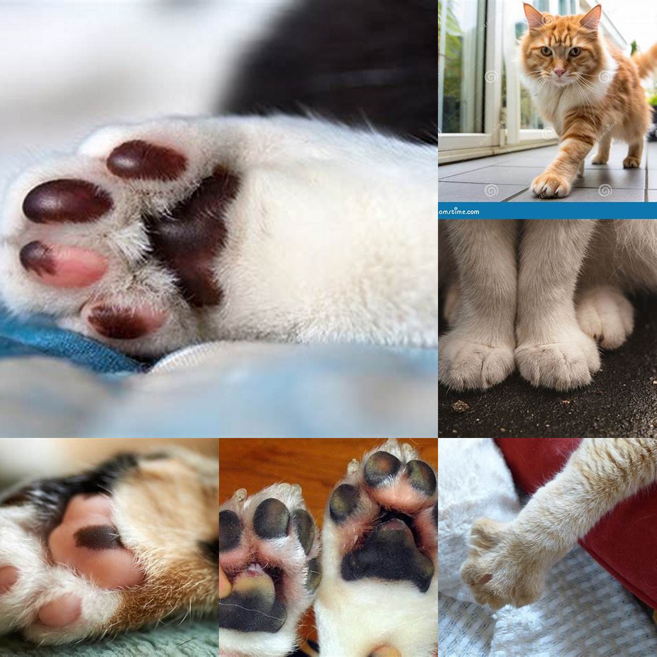 Pain or discomfort when walking or using the affected paw