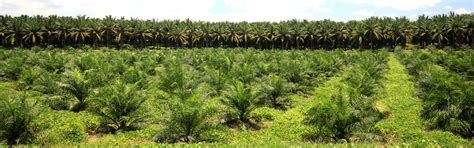 Palm Tree Plantation