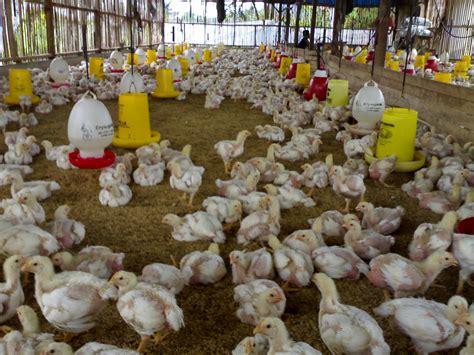 Panduan Terakhir dalam Beternak Ayam Broiler