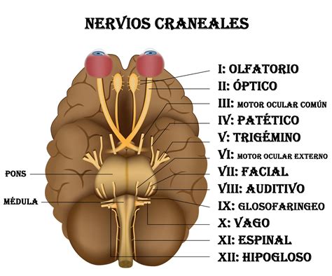 Sistema Nervioso Ce… 
