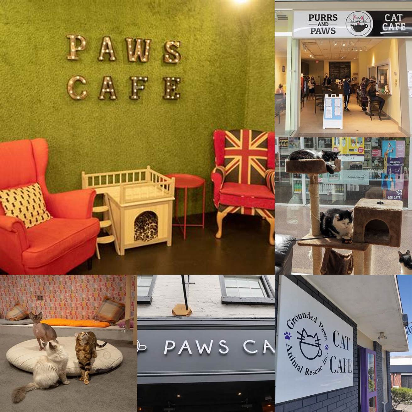 Paws Cat Cafe