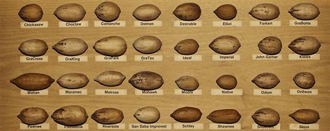 Pecan Identification Chart