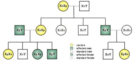 Pedigree Chart For Color Blindness