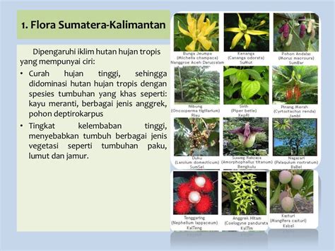 Pemanenan tumbuhan Indonesia Timur