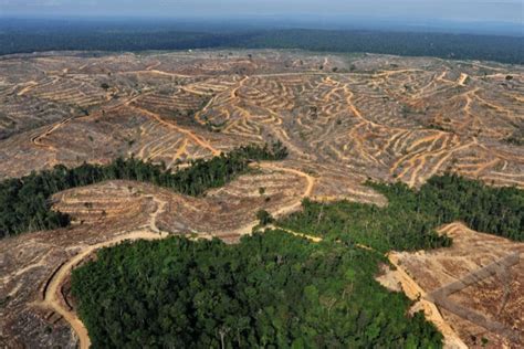 Penebangan Hutan Indonesia