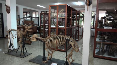Penelitian Museum Zoologi Bandung