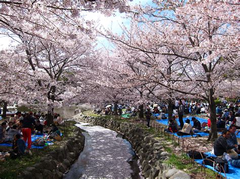 Perayaan Hanami di Berbagai Destinasi Wisata di Jepang