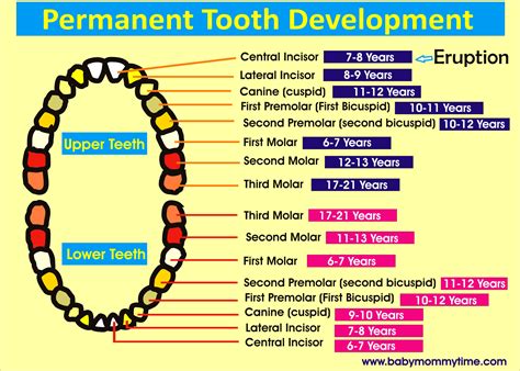 Permanent Tooth Eruption Chart
