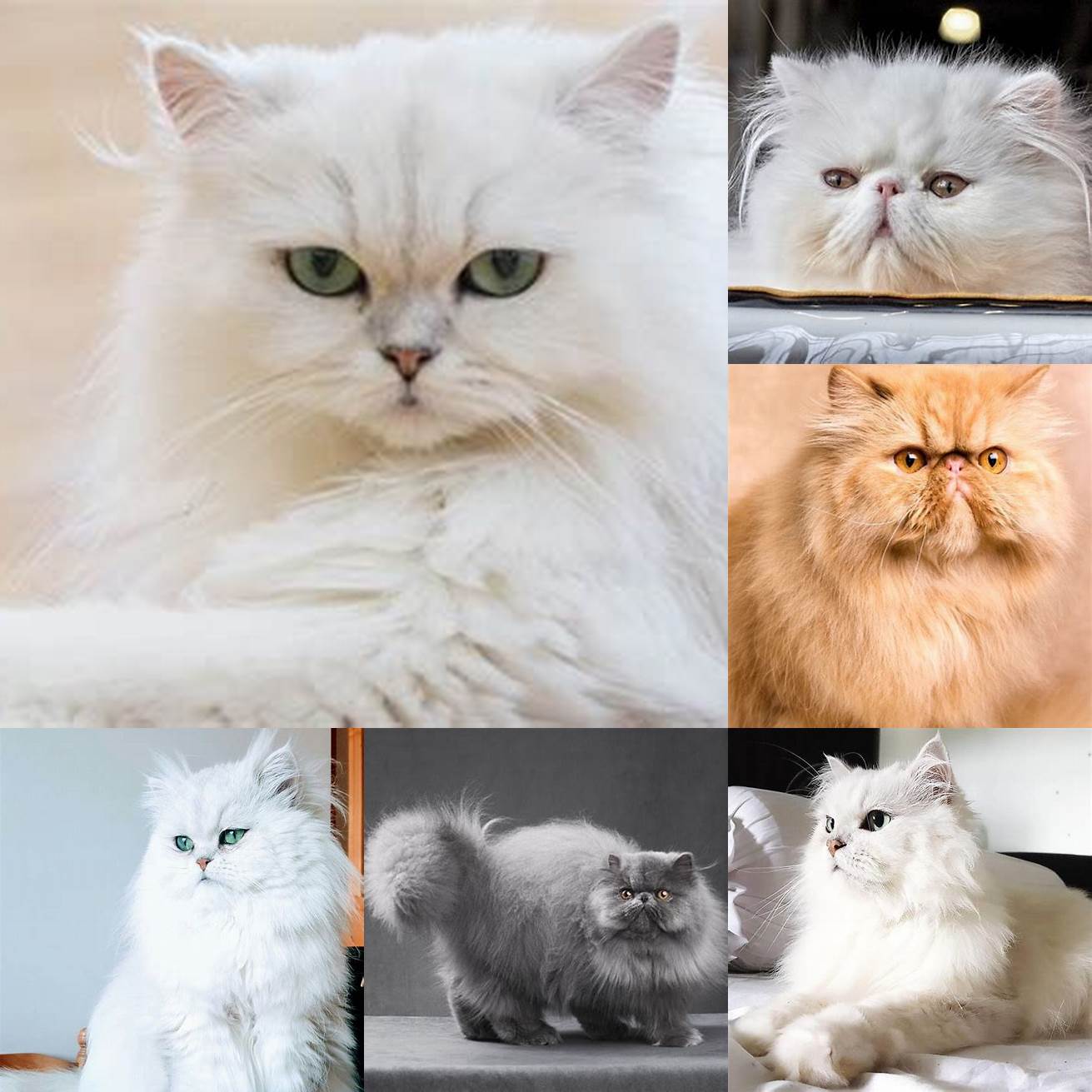 Persian cats are known for their calm and relaxed personalities
