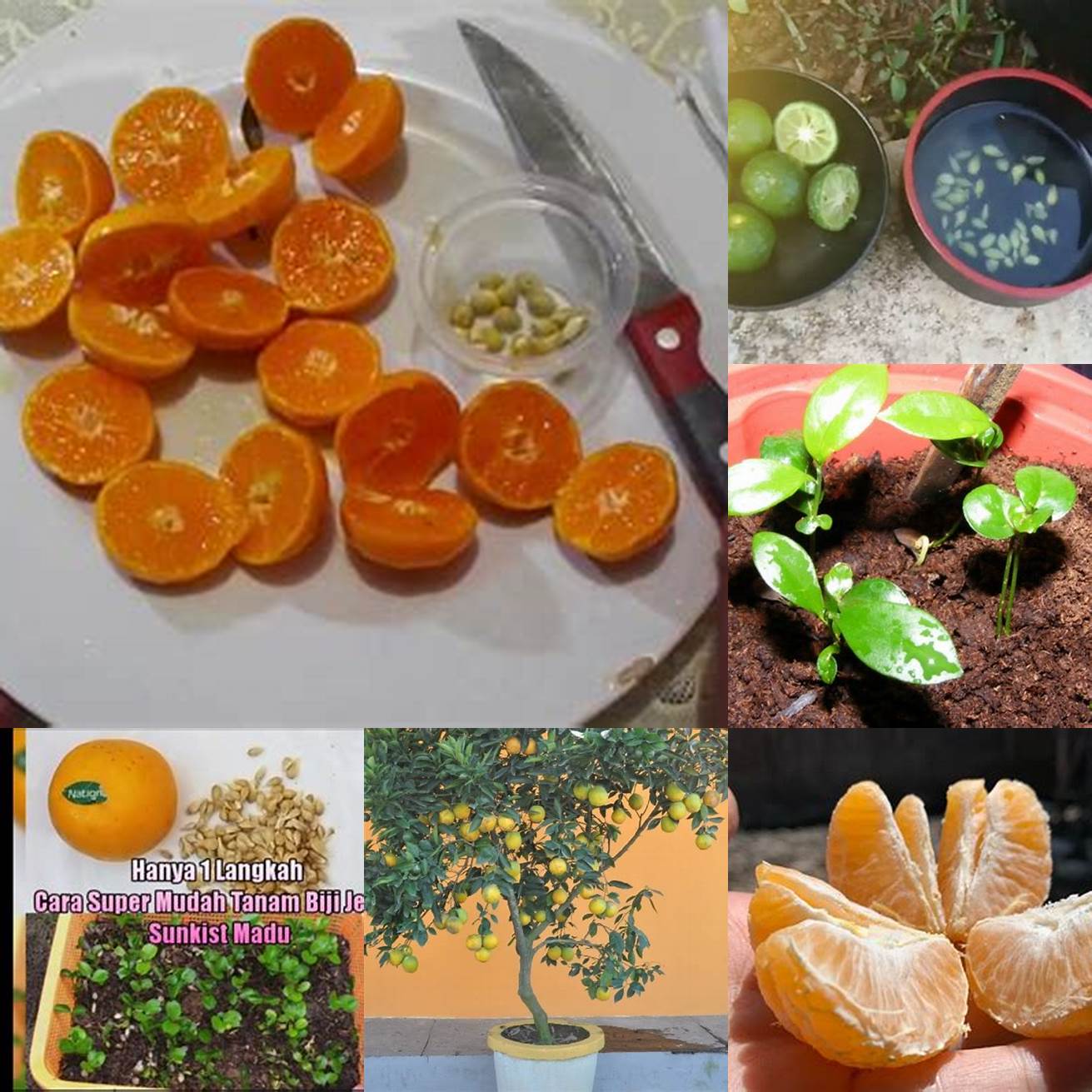 Persiapkan biji jeruk yang akan ditanam