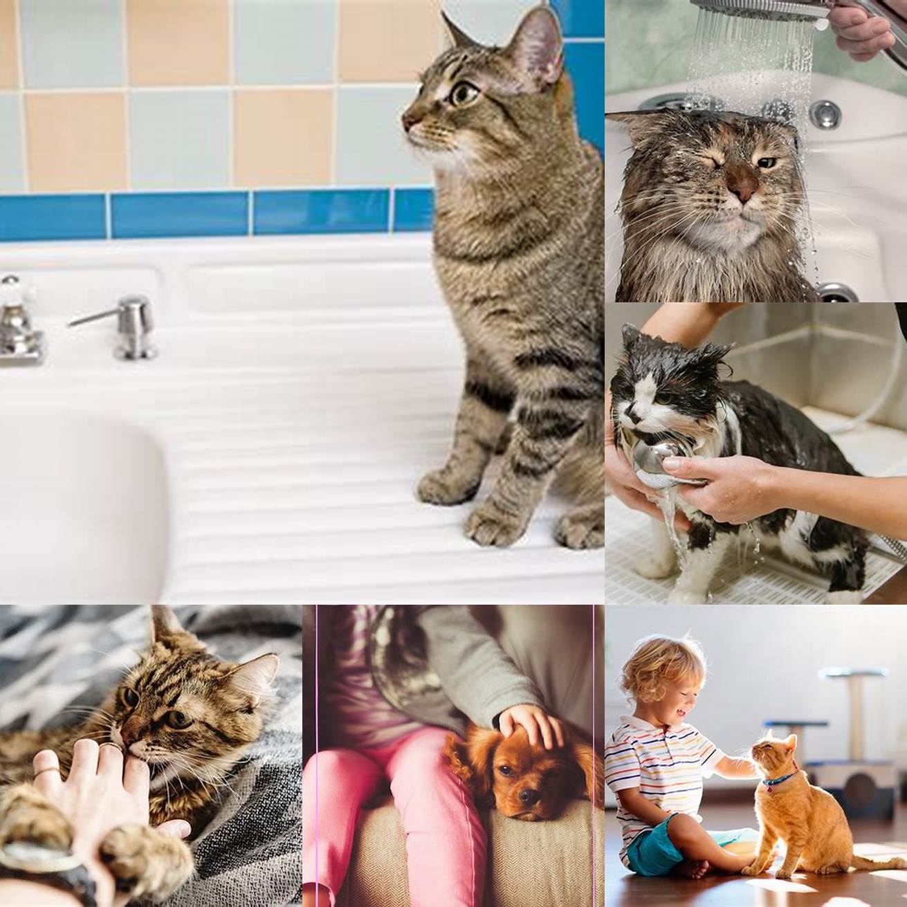 Person washing hands after petting a cat