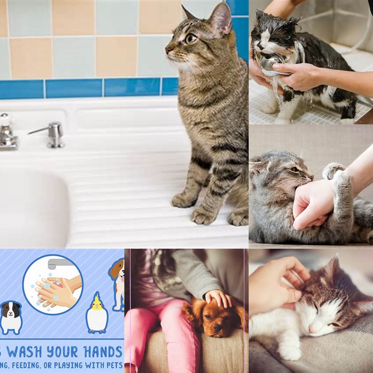 Person washing their hands before petting a cat