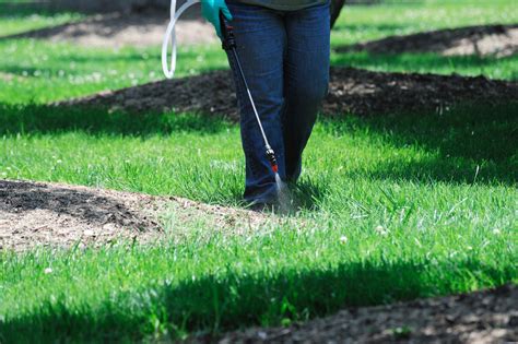 Pest Control for Lawn in Texas