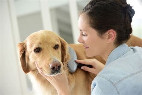Pet special care in South Jakarta