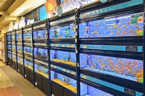 Petco fish section
