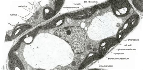 Plant Cell