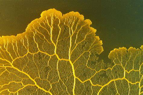 Physarum polycephalum