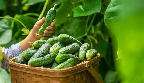 Picking Cucumbers Gently