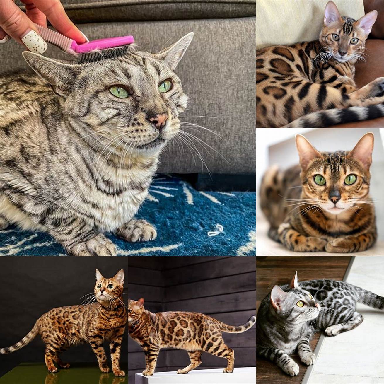 Picture of a Bengal cat grooming