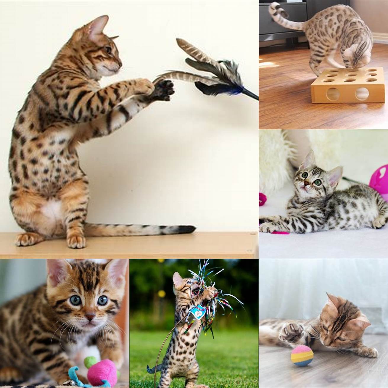 Picture of a Bengal cat playing with a toy