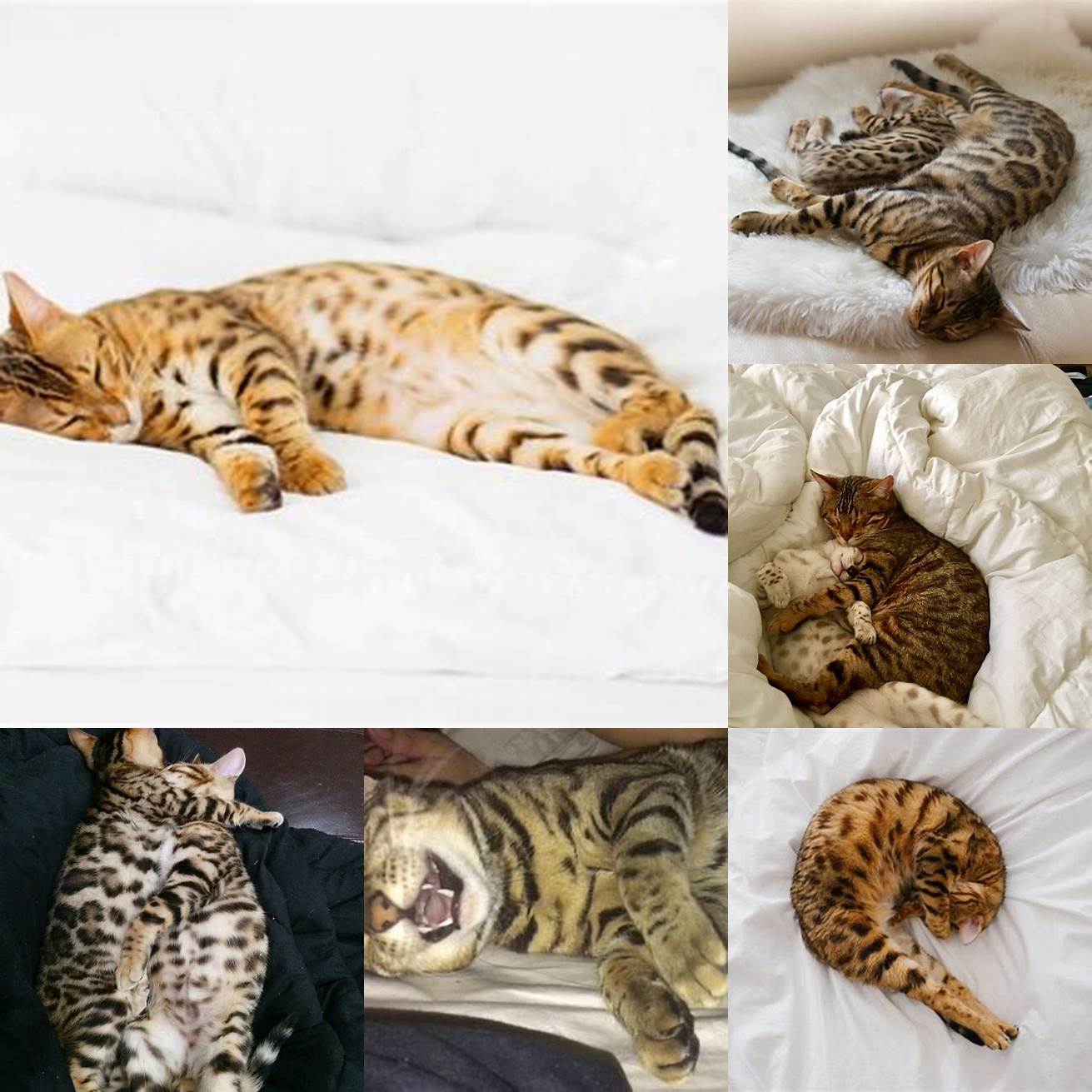 Picture of a Bengal cat sleeping