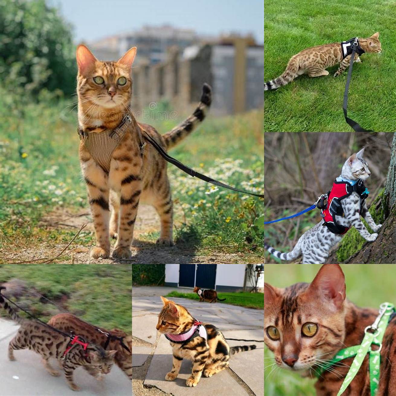Picture of a Bengal cat walking on a leash