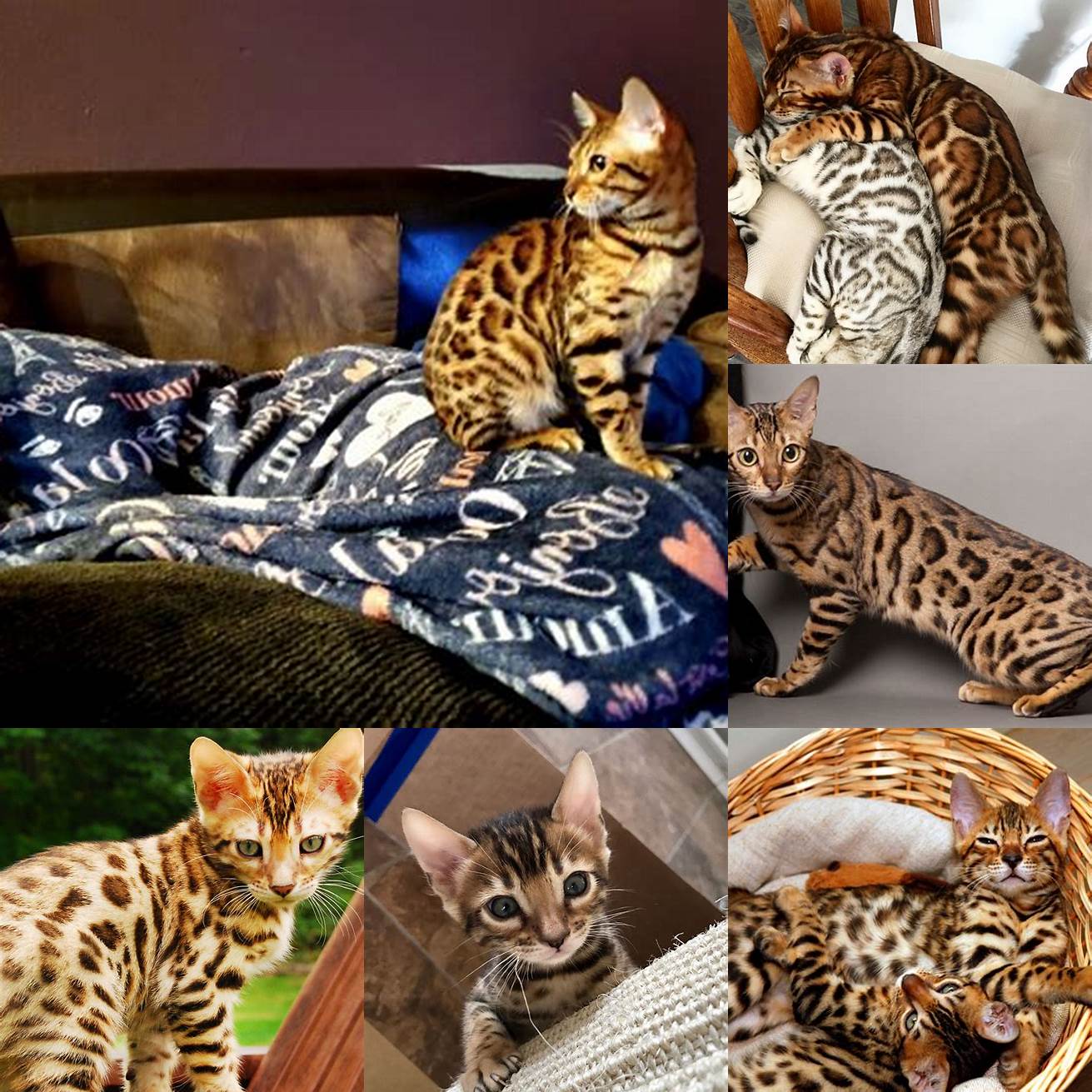 Picture of a Bengal cat with children