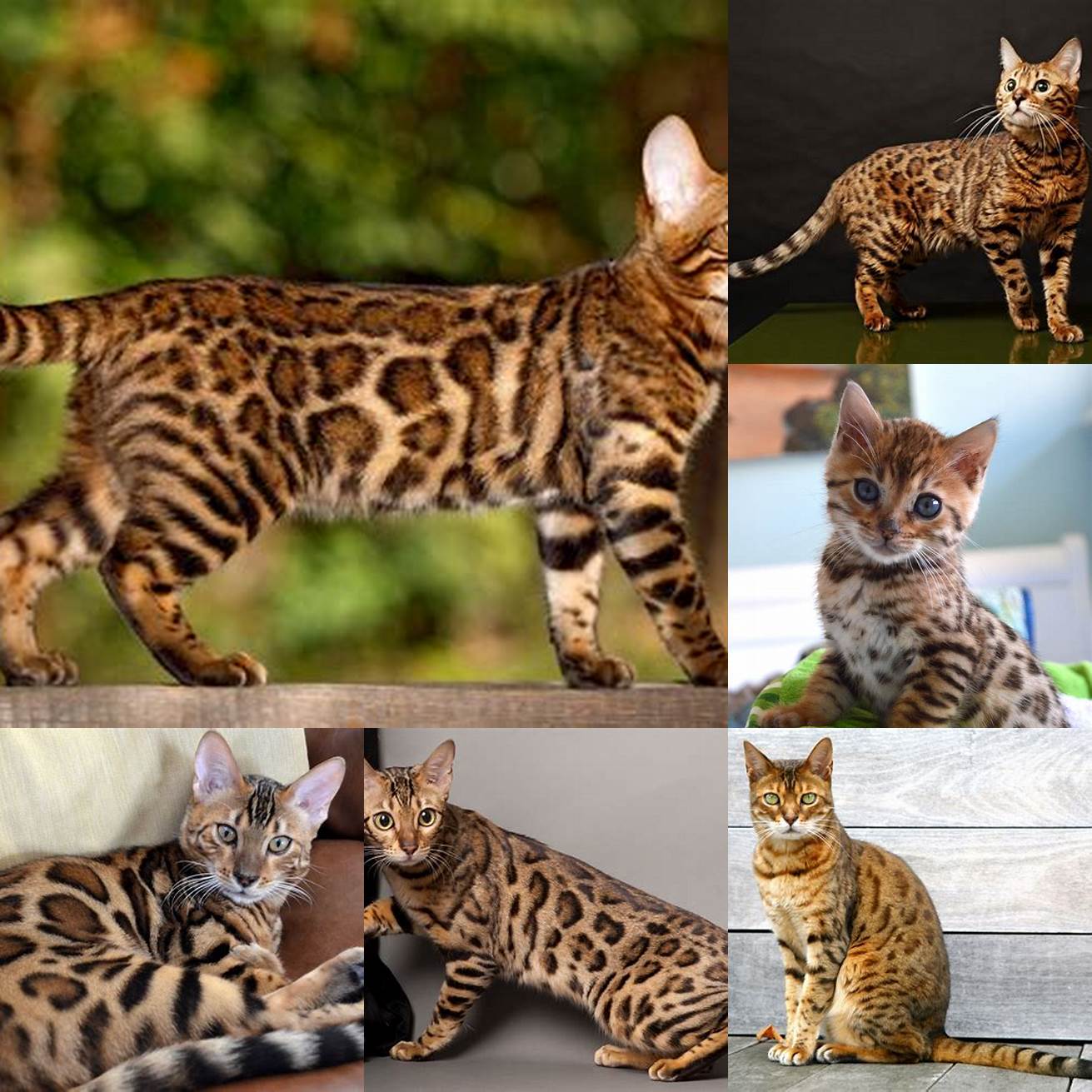 Picture of a Bengal cat